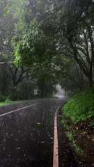 Beautiful Rain view in jangle