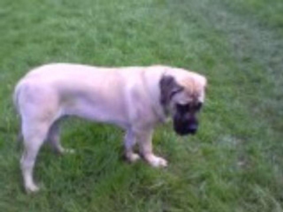 bebe mastiff de 5 mois