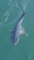Rare tropical sunfish spotted off Yorkshire coast