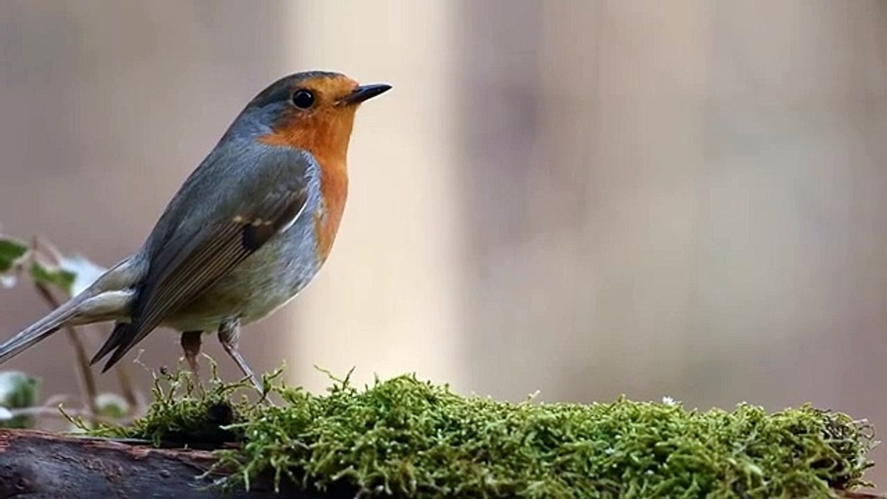Best Flying Bird Video,  birds,birds flying,10 best flying bird video,birds flying green
