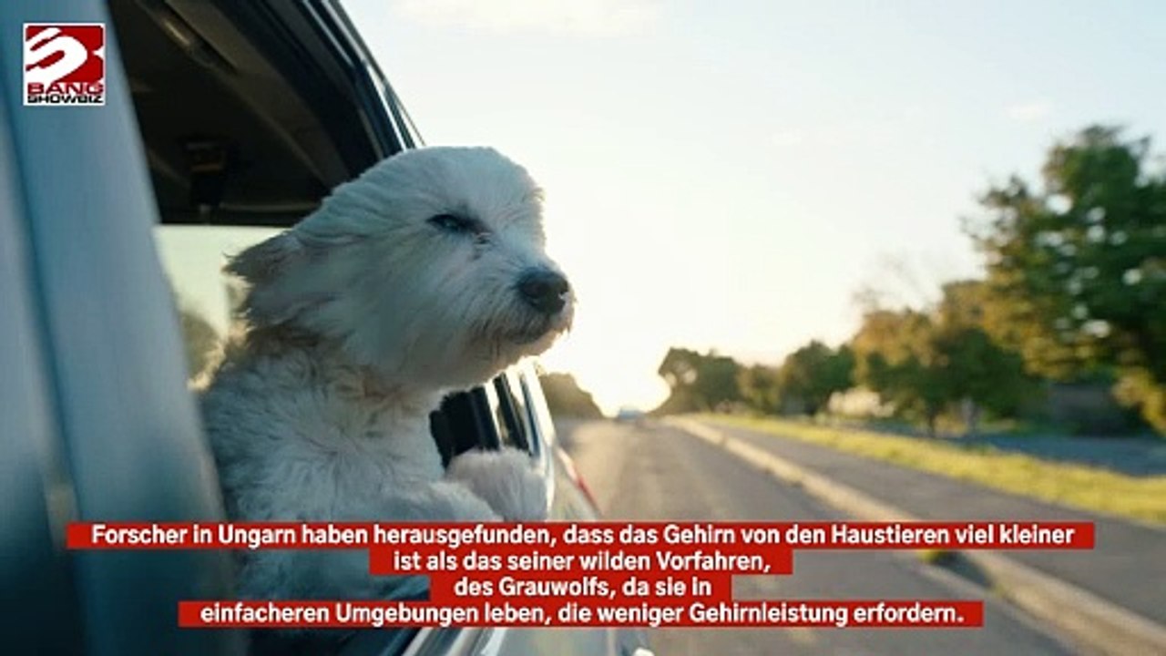 Die Gehirne von Hunden schrumpfen aufgrund menschlicher Pflege