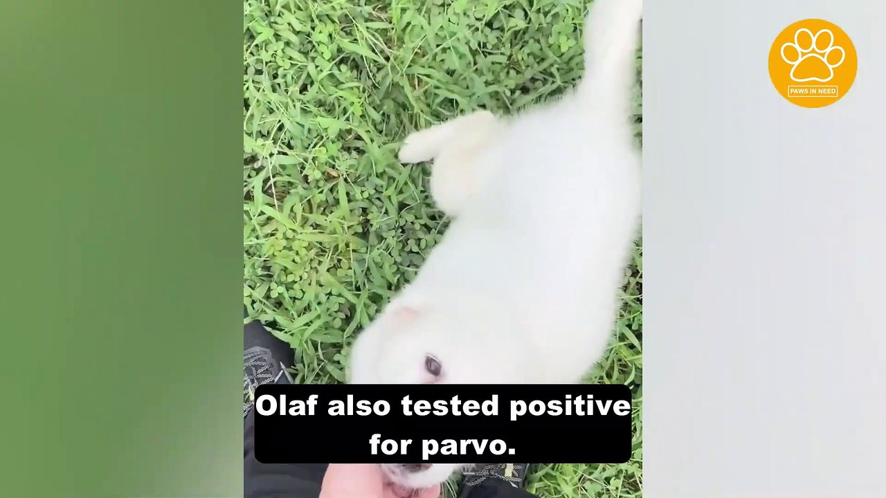 Pyrenees Puppy Has Extreme Damage to His Liver and He will on Medications for the Rest of His life