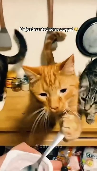 Orange Cat Behavior #cat #funnycats #pets #funnypets #shorts