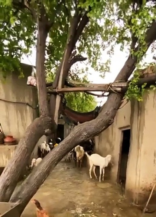 Pind dey loge village life people of village traditional village life in Punjab old culture of Punjab
