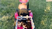 Adorable baby's hat flies off while steering mini-tractor as kittens relax in the back