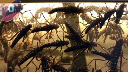 TOP 15 STRANGEST Discoveries in Ice