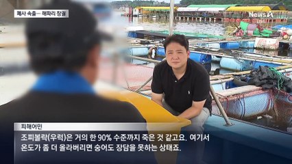 우럭 폐사·해파리 습격…뜨거운 바다에 어민들 한숨