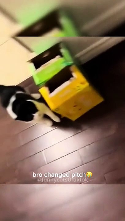 Part 46 | Funny cat videos #funnycats #funnyanimals #funnypets