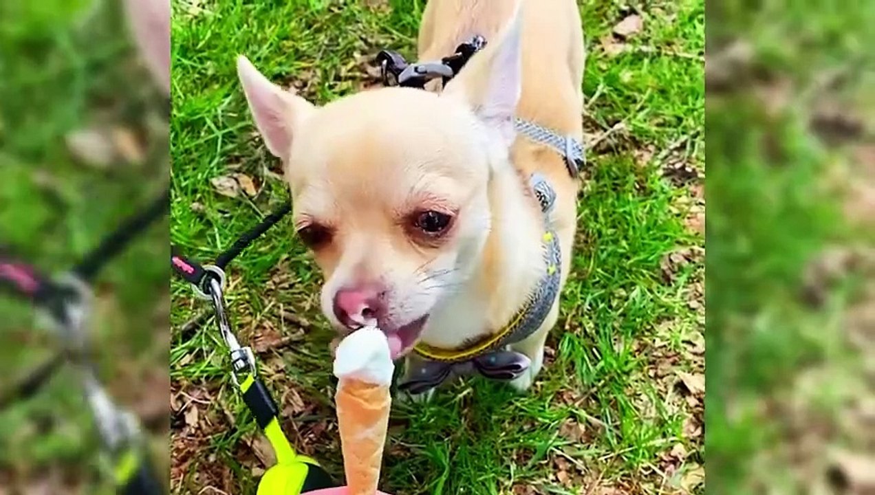 Funny Animals Compilation 2024  