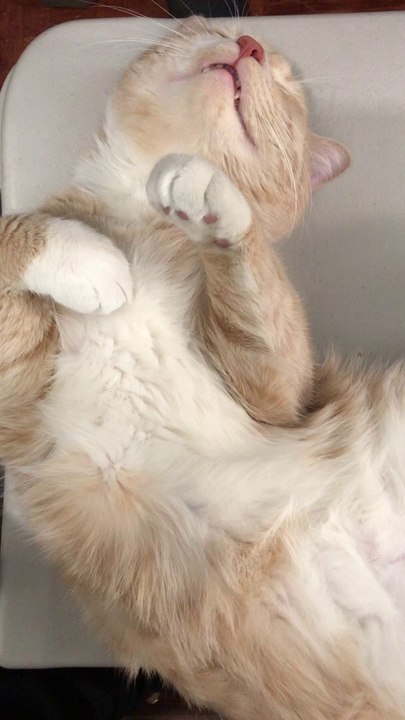 Funny  cat |  sleeping