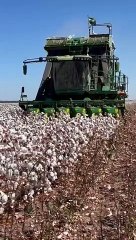 Rota da Fibra - Lavoura e colheita do Algodão