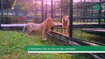 [#Reportage] Gabon : la Résidence Oyo se mue en Parc animalier !