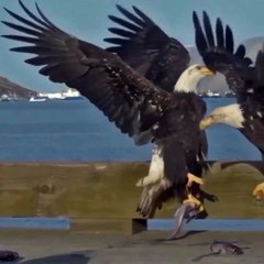 Immerse Yourself in the Soulful Serenity of Quran