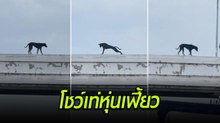 เกิดมาเท่ก็ต้องอวดซะหน่อย น้องหมาเปลี่ยนขอบสะพานลอยเป็นรันเวย์