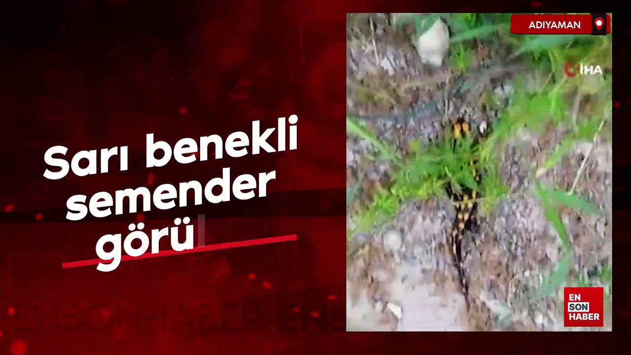 Adıyaman'da sarı benekli semender görüldü