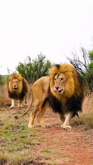 Walking with LION BROTHERS #thelionwhisperer #cat #wildlife