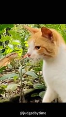 This Is Why Snakes Lose To Cats In Every Fight #shorts