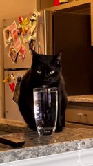 Peaceful Cat Drinking Water But !