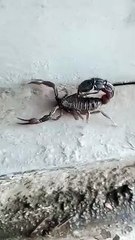 Dungeons Black Scorpion