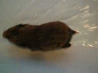 moufle prend son bain