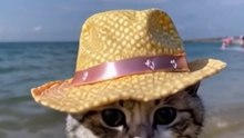 cute cat