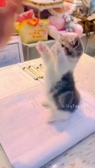 Such a cute little kitten! #meow #kitten  #cute #cutecat