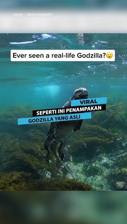 Seperti Ini Wujud Asli Dari Godzilla