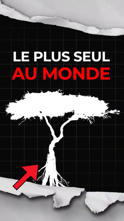 Cet arbre a connu un destin tragique