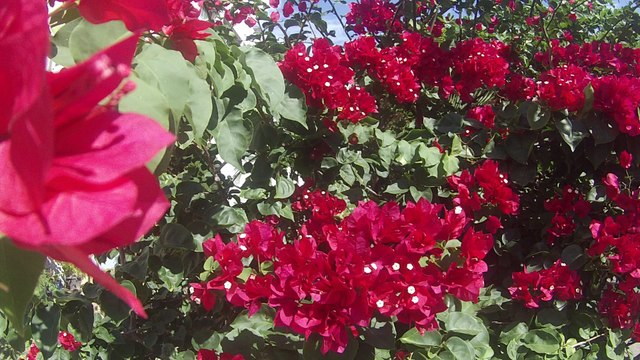 Beauty of flowers. #Beauty # Flowers #viral video