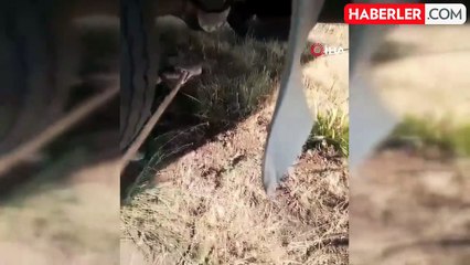 Lastik arasında sıkışan 1 metrelik yılan korkuttu