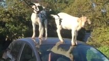 Goats have a fun time sliding and playing on a parked car’s roof