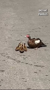 Ces passants se mobilisent en voyant une maman canard et ses canetons en plein milieu de la route