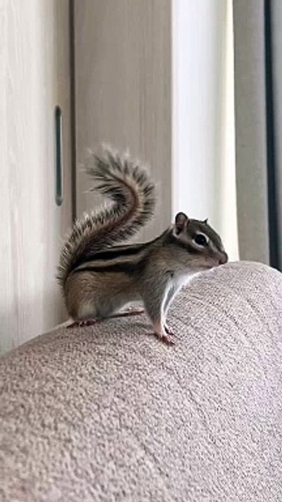 Check out the squirrel acting