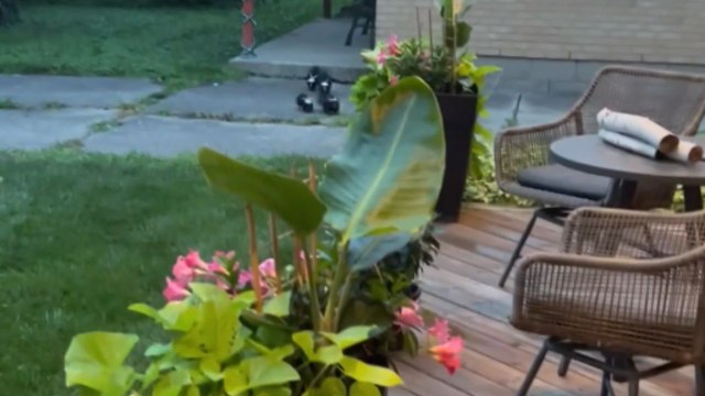 Twins cry over raccoons while five skunks head for the door