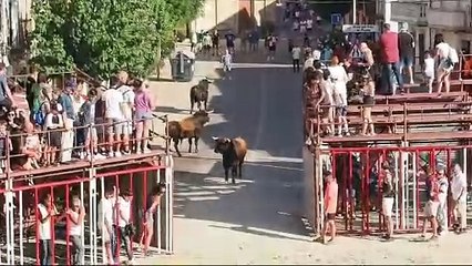 Encierro en las fiestas de La Seca