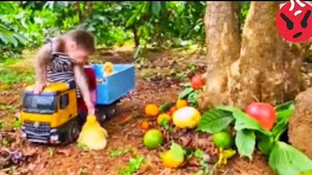 BiBi takes ducklings to pick fruits at the farm