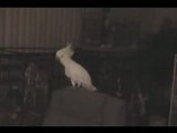 Perroquet qui danse