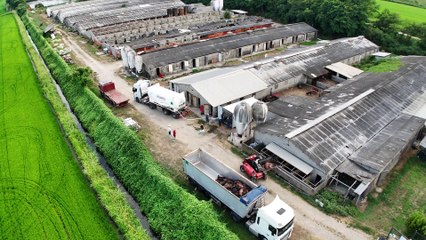 "Migliaia di maiali uccisi con crudelt?". La denuncia: abbattuti con gas e pinze elettriche