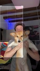 Y en a une de PARFAITE #dogs #corgi