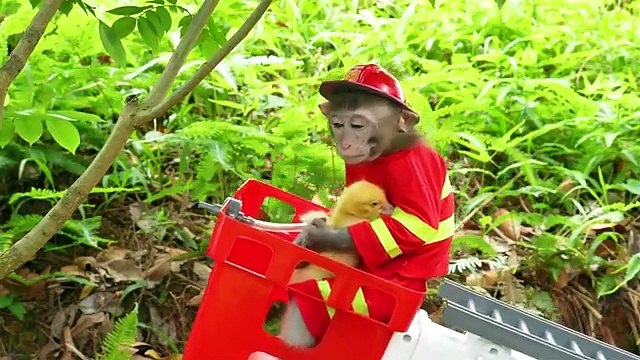 Monkey Baby Bon Bon eat jelly watermelon ice cream and naughty with ducklings in the swimming pool