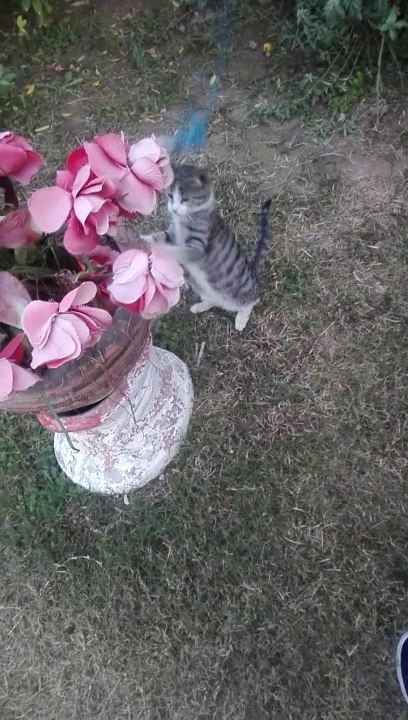 Baby cat playing