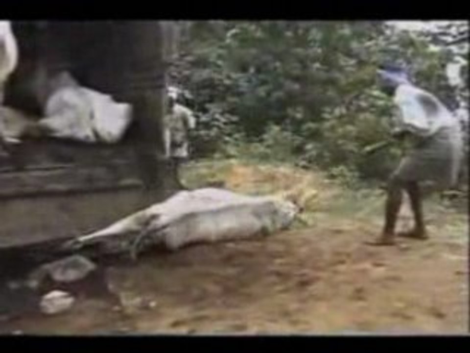 Terriens - comment sont traités les animaux 3/5