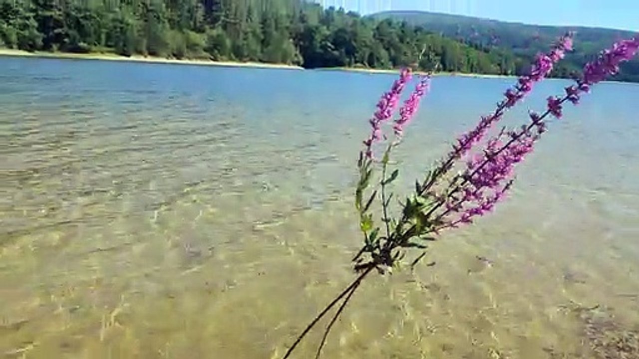 VID_20240724_170549