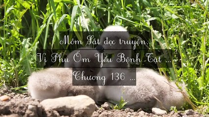 Mới 2024 Chương 132-140: Vi Phu Ốm Yếu Bệnh Tật