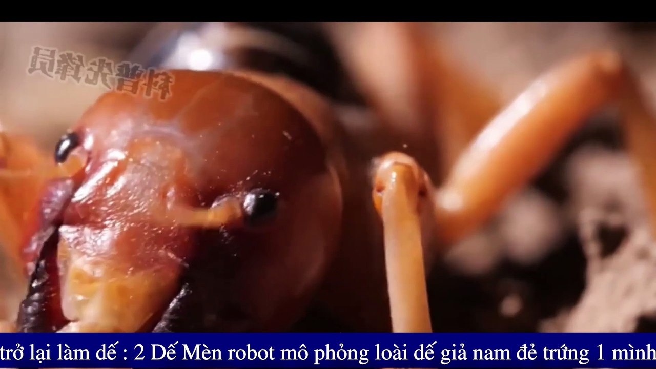 dế mèn - Mô Phỏng Hai Đứa Con Trai (nghĩa là Cấu Hình Kẽ Hở) Với Nhau