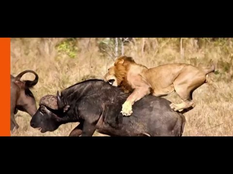 Lion vs Buffalo. #lions #animals #wildlife #lionking #lioness #lionpride #animal