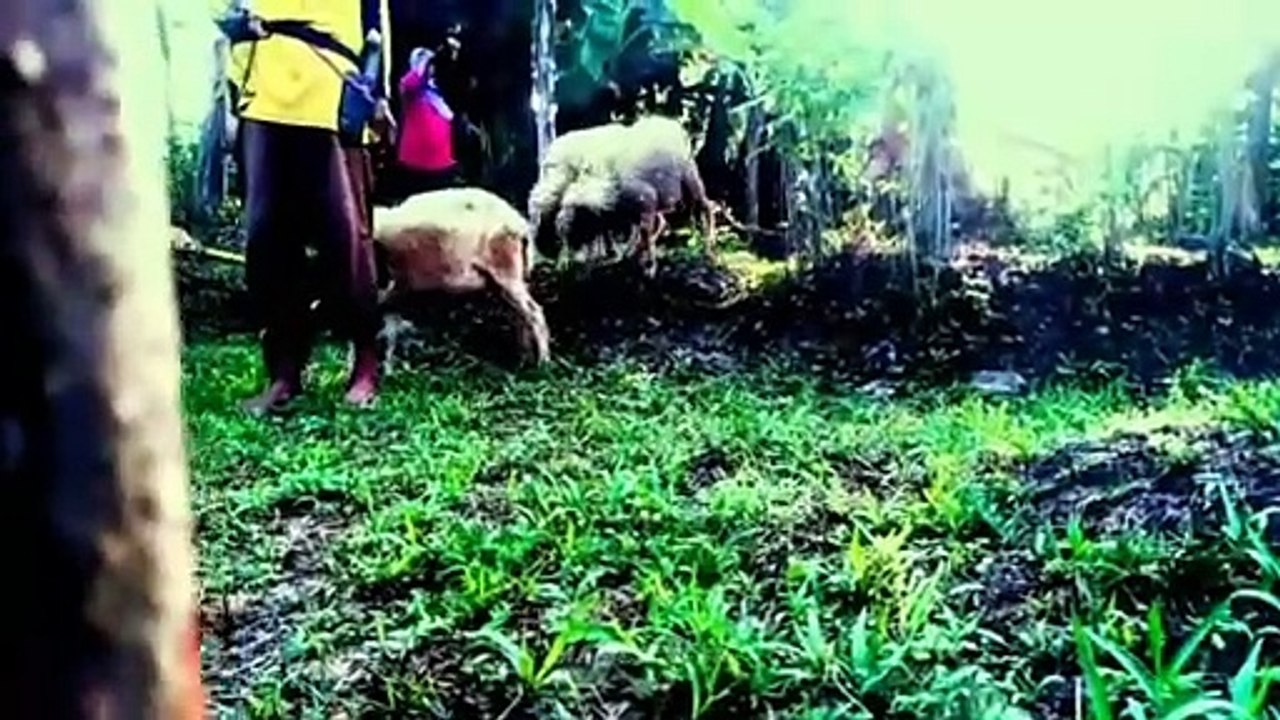 pedasaan yang asri