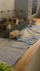 Guinea Pig Gets Scared by Sound of Sneeze