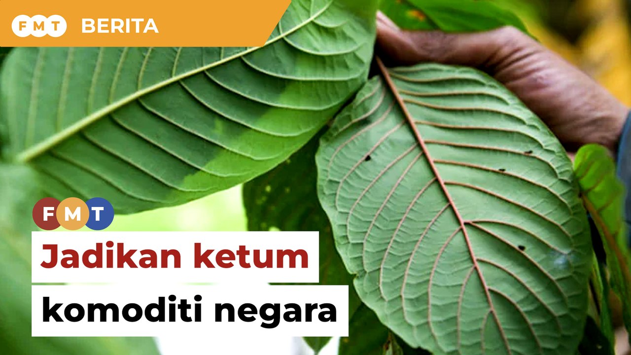 Jadikan ketum komoditi negara, kata exco Pahang