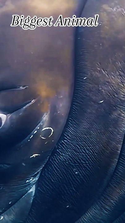 Sea Animal